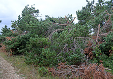 «Ураганный поезд» — наблюдается только в Крыму.